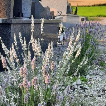 Photo Fleurissement du cimetière